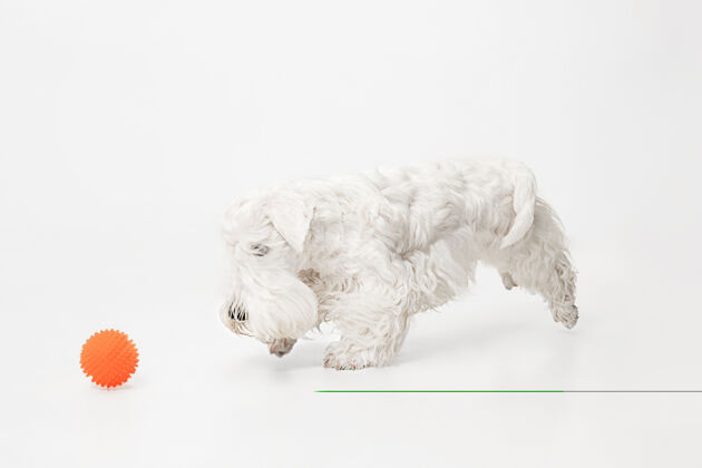 狗可爱的白色小狗或宠物正在玩隔离在白色墙上的橙色球球动物梗