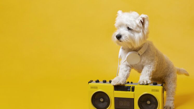 复制空间带录音机的可爱小狗可爱动物录音机