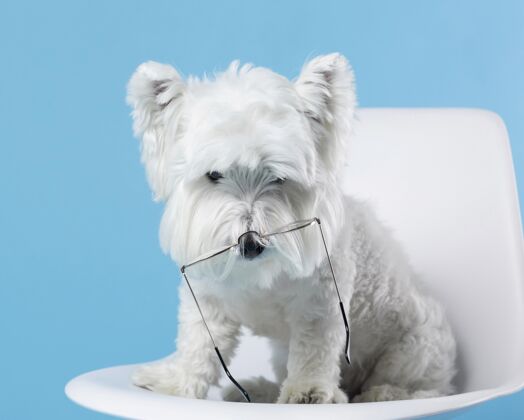狗鼻子上戴着眼镜的可爱的狗纯种可爱毛皮