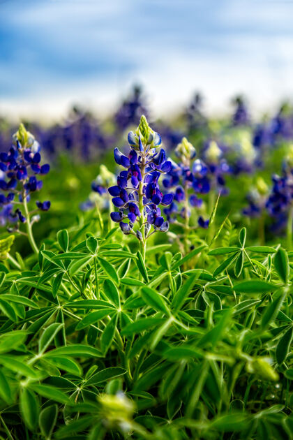 芳香德克萨斯州的春天 田野里盛开着蓝色的帽子颜色生长帽子
