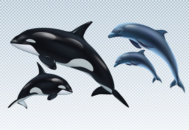 海豚情侣海豚和虎鲸在透明设置宝贝夫妻现实