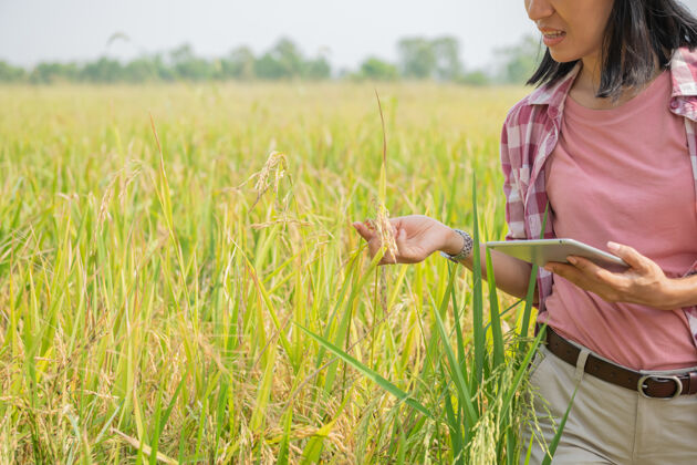 有机使用现代农业技术的智能农业亚洲年轻的女农艺师农民用数字平板电脑在稻田里使用应用程序和互联网 农民照顾她的水稻笔记本电脑电脑生长