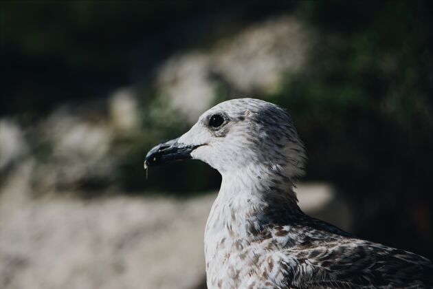 海滩特写镜头的灰色海鸥与模糊年龄天空动物群