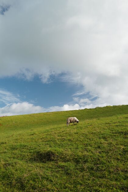 蛋白质一头孤零零的奶牛在一片大田和多云的天空中吃草的垂直镜头自然健康乳制品