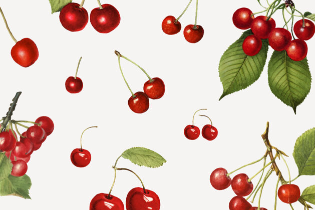 超级食品手绘天然新鲜红樱桃茎营养水果