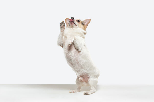 家养奇瓦瓦宠物狗在奔跑可爱好玩的奶油棕色小狗或宠物玩白色工作室背景孤立概念的运动 动作 运动 宠物的爱看起来快乐 高兴 有趣年轻威尔士毛发