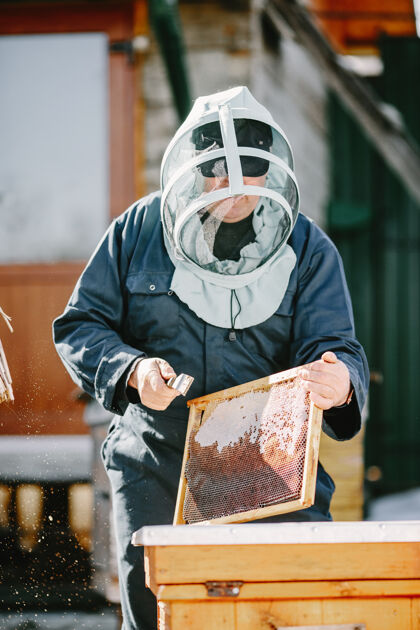 职业一个成熟的养蜂人在靠近蜂箱的蜂箱上工作直接从蜂箱中提取天然蜂蜜手套梳子蜜蜂
