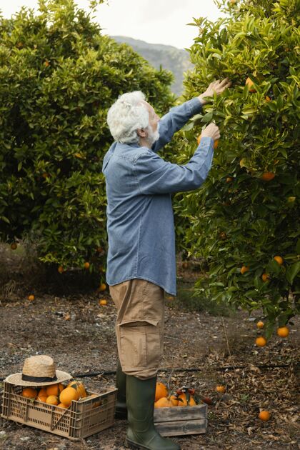 人收割橘子树的老人健康多汁农业