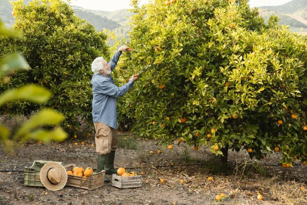 多汁收割橘子树的老人自然人美味