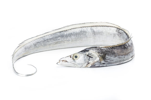 海鲜新鲜海鲜：白底带鱼亚洲水平鱼