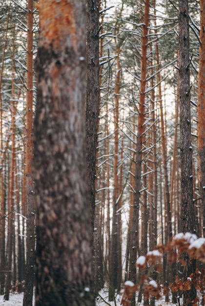 冰冬天的森林 树上和地上都是雪负一月森林