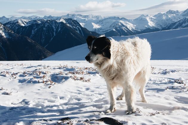 山雪山上的黑白狗雪小狗冰