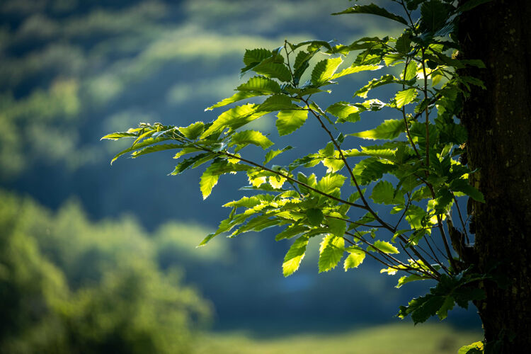 阳光特写镜头的树枝与绿叶与多云的天空背景美丽春天明亮