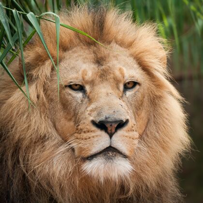 特写一个美丽狮子头的特写镜头眼睛毛皮野生动物