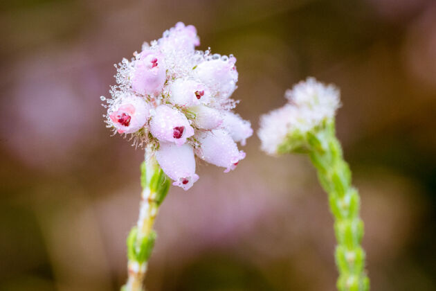 美丽选择性聚焦特写镜头盛开粉红色触角花花瓣自然花