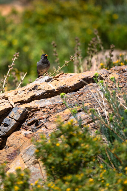 鸟类美丽的黑鸟站在岩石上热带鸟类黑鸟