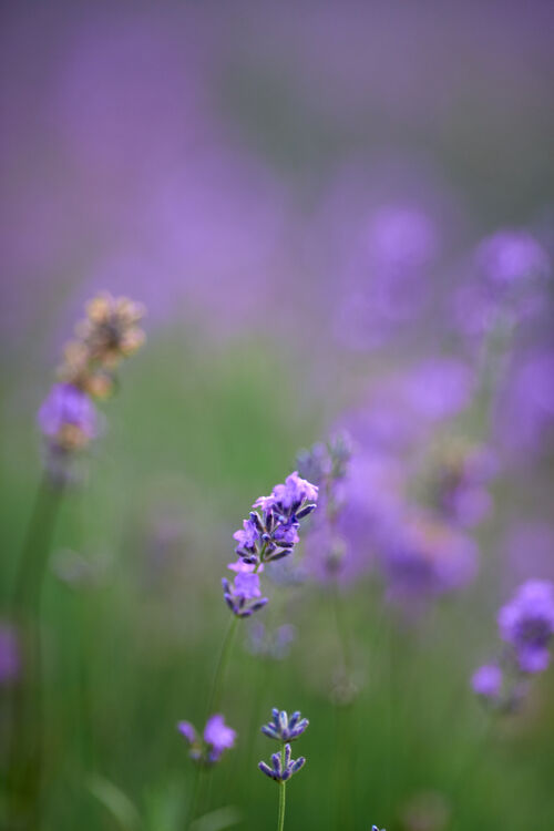 开花紫色的花朵在盛开的薰衣草地里田野乡村草地