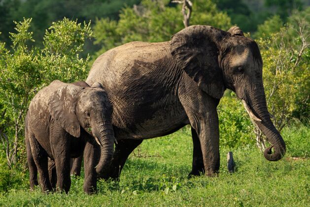成人白天 一位母亲和一头小象在草地上散步的浅焦镜头大象动物大