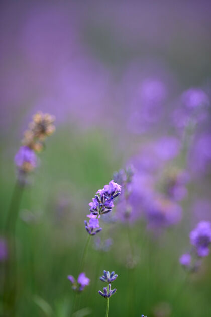 开花紫色的花朵在盛开的薰衣草地里田野乡村草地