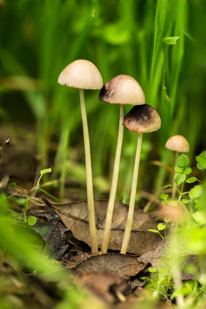 绿色自然界的蘑菇叶子特写草