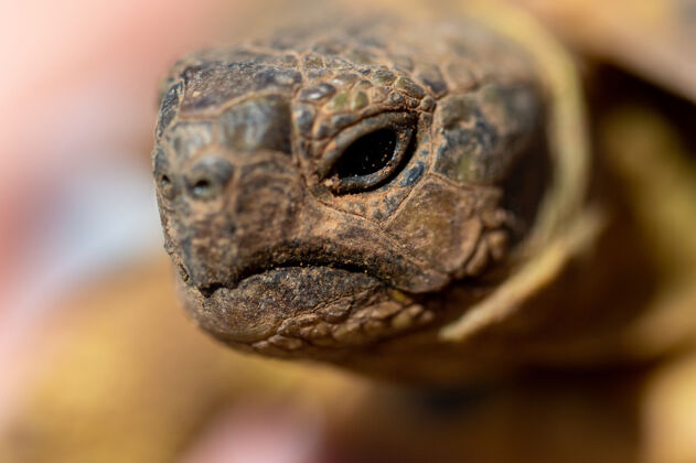 动物背景失焦的乌龟脸部微距摄影眼睛乌龟水生