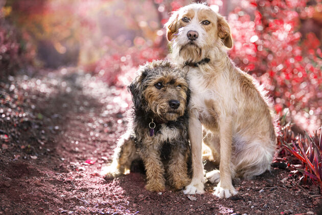 肖像两个可爱的友好的狗坐在一起的自然选择焦点拍摄血统特写可爱