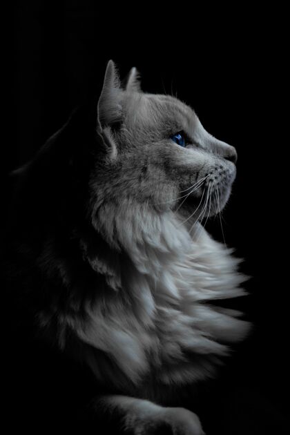 深色黑暗中一只蓝眼睛的灰猫的垂直镜头家养肖像动物