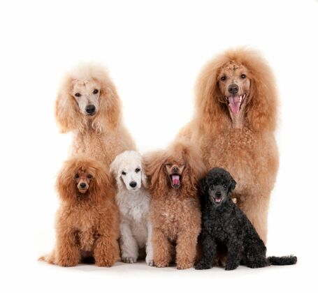 四特写镜头标准贵宾犬家庭隔离在白色背景狗四家养