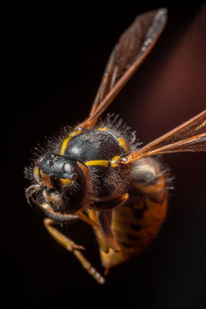 身体蜜蜂的选择性聚焦镜头昆虫自然蜜蜂