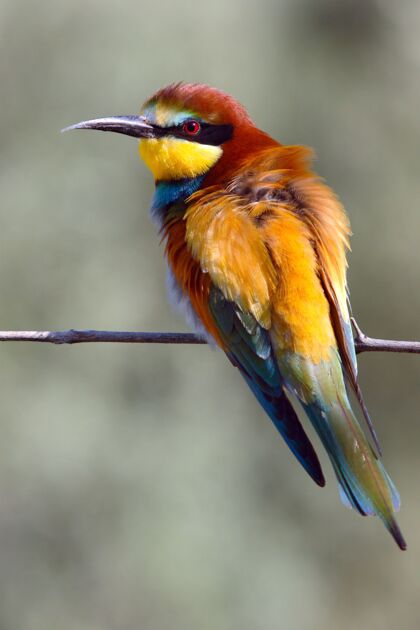 荒野可爱的食蜂鸟彩色的小鸟坐在树枝上 背景模糊野生动物翅膀鸟类