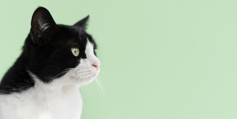复制空间可爱的黑白相间的小猫 身后有一面单色的墙猫姿势家养
