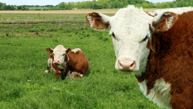 哺乳动物棕色可爱的奶牛在地里的草地上棕色牛农场家庭