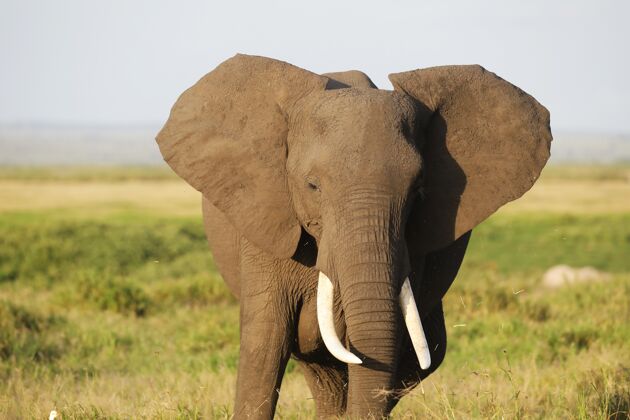 非洲大象在安博塞利国家公园 肯尼亚 非洲野生牛群狩猎