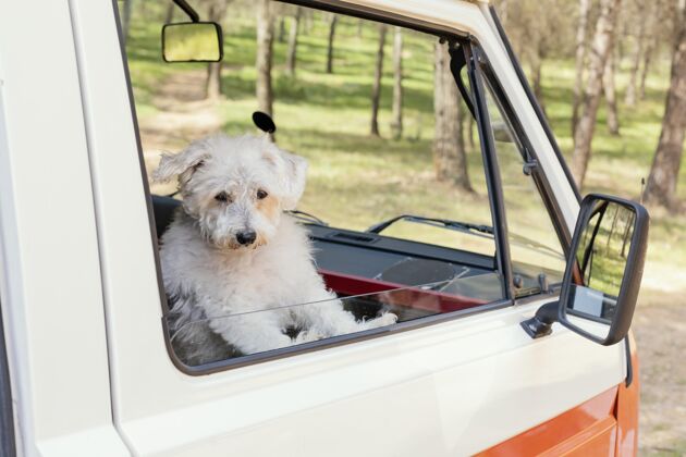 汽车可爱的狗坐在车窗边汽车旅行旅游狗
