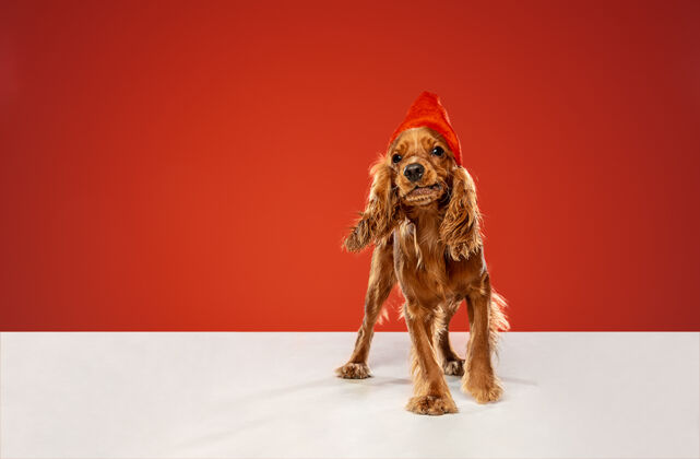 蓬松新年礼物英国可卡犬小狗摆姿势动物狗朋友