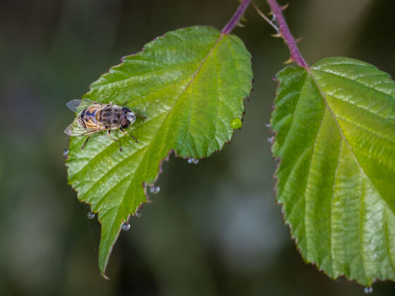 树叶蜜蜂坐在树叶上的选择性聚焦镜头野生树叶光