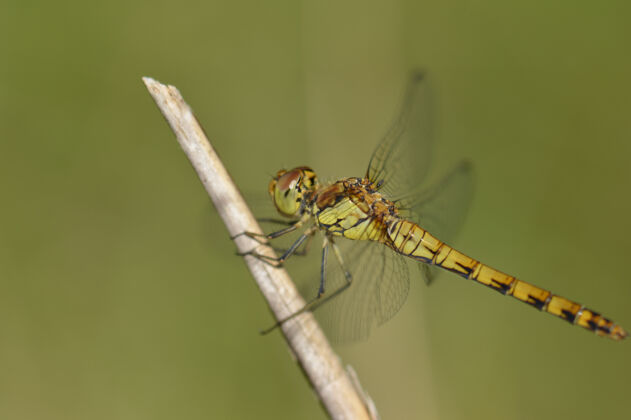 花园选择性聚焦特写镜头绿色蜻蜓栖息在树枝上单身野生动物光明