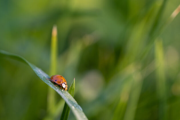 草绿叶上瓢虫的特写镜头无脊椎动物叶昆虫
