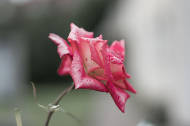 草精选聚焦拍摄的新鲜粉红玫瑰在花园里宏园艺叶