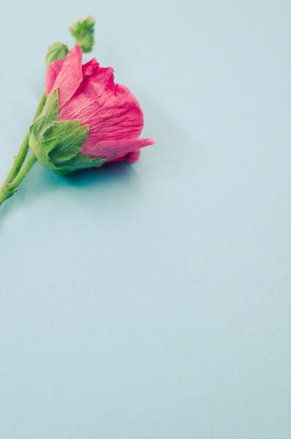 小一个美丽的粉红色康乃馨花在一个小茎垂直拍摄 放在一个蓝色的表面自然花瓣茎