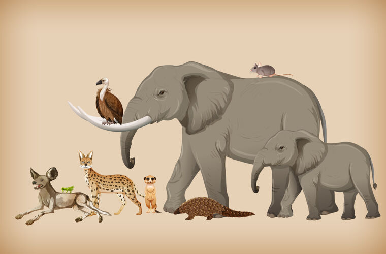 老鼠背景是一群野生动物环境动物大象