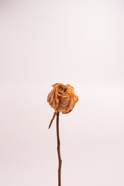 花瓣一个没有叶子的干白玫瑰的垂直镜头在浅色背景上孤立干燥香气颜色