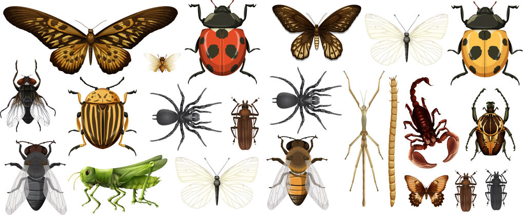 蜘蛛不同的昆虫收集隔离在白色背景上生活蝴蝶爬行动物