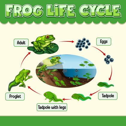 两栖动物青蛙生命周期图青蛙自然生物