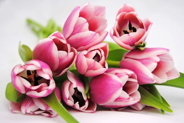 自然白色表面上美丽的粉红色郁金香特写镜头粉红色四月植物