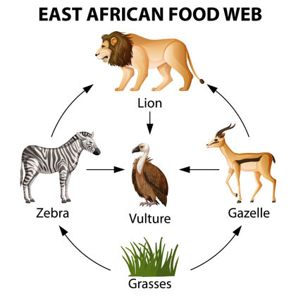 信息图东非食品网信息图猫生命食物链