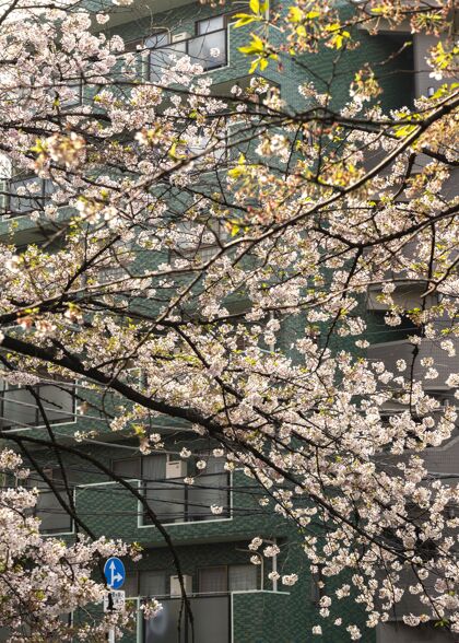 桃花美丽的桃树在日本盛开花桃花花瓣