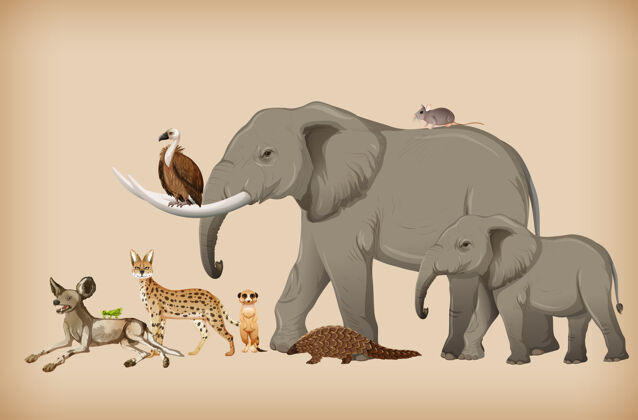 老鼠背景是一群野生动物环境动物大象
