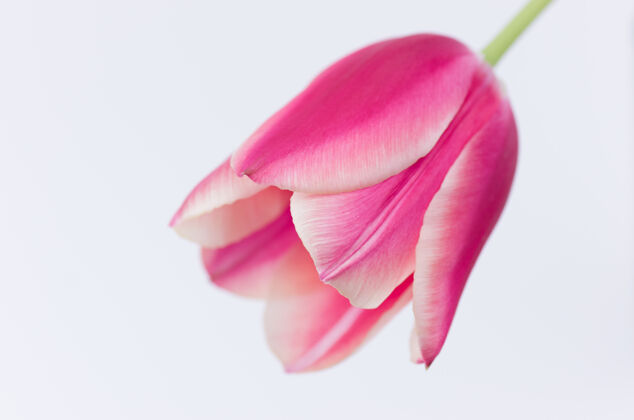 花一个粉红色郁金香花的特写隔离在白色背景与空间为您的文字花瓣单一天