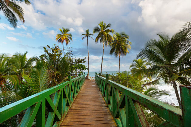 风景哥斯达黎加美丽的热带太平洋海岸热带太平洋树